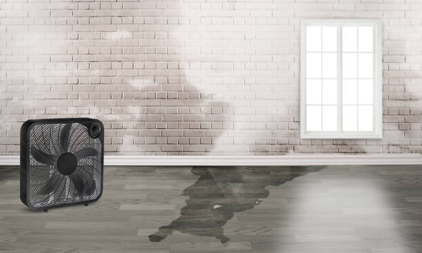 Best Water damage cleanup near me  in Fort Llins, CO